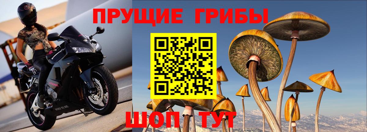 Ярцево  Псилоцибиновые грибы Psilocybe  Вход с VPN  Псилоцибиновые грибы ЛСД 